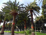 P-canariensis-Gran-Canaria-San-Telmo-Gdns-plantation-2-D-Rivera