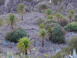 P-canariensis-Gran-Canaria-abandoned-fields-D-Rivera