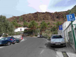 P-canariensis-Gran-Canaria-fields-D-Rivera