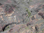 P-canariensis-Gran-Canaria-gullies-3-D-Rivera