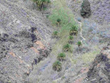P-canariensis-Gran-Canaria-gullies-4-D-Rivera