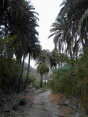 P-canariensis-Gran-Canaria-ravines-D-Rivera