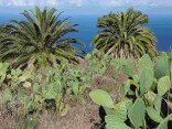 P-canariensis-Tenerife-Opuntia-fields-D-Rivera