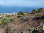 P-canariensis-Tenerife-abandoned-fields-2-D-Rivera