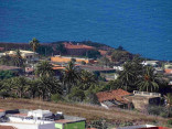 P-canariensis-Tenerife-abandoned-fields-3-D-Rivera-1