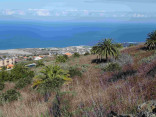 P-canariensis-Tenerife-abandoned-fields-D-Rivera