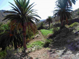 P-canariensis-Tenerife-field-margins-2-D-Rivera