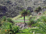 P-canariensis-Tenerife-field-margins-D-Rivera