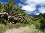 P-canariensis-Tenerife-ravines-3-D-Rivera