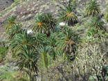 P-canariensis-Tenerife-slopes-on-mountains-D-Rivera