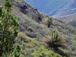 P-canariensis-Tenerife-slopes-on-mountains-scattered-2-D-Rivera