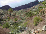 P-canariensis-Tenerife-slopes-on-mountains-scattered-3-D-Rivera