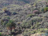 P-canariensis-Tenerife-slopes-on-mountains-scattered-D-Rivera