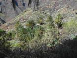 P-canariensis-Tenerife-slopes-on-mountains-wide-D-Rivera