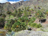 P-canariensis-Tenerife-slopes-on-mountains-with-Opuntia-nad-Agave-D-Rivera