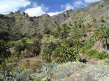 P-canariensis-Tenerife-slopes-on-mountains-with-Opuntia-nad-Agave-wide-D-Rivera