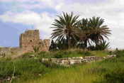 P-dactylifera-Byblos-ruins-3-D-Rivera