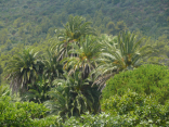 Phoenix canariensis