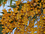 Phoenix canariensis