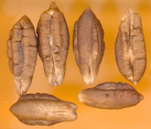 Phoenix dactylifera