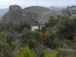 Phoenix dactylifera