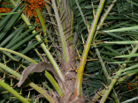 Phoenix reclinata