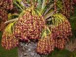 Phoenix roebelenii