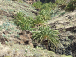 Phoenix canariensis