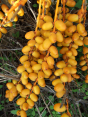 Phoenix canariensis